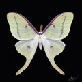 LUNA- Luna Moth Art Print (8”X8”)