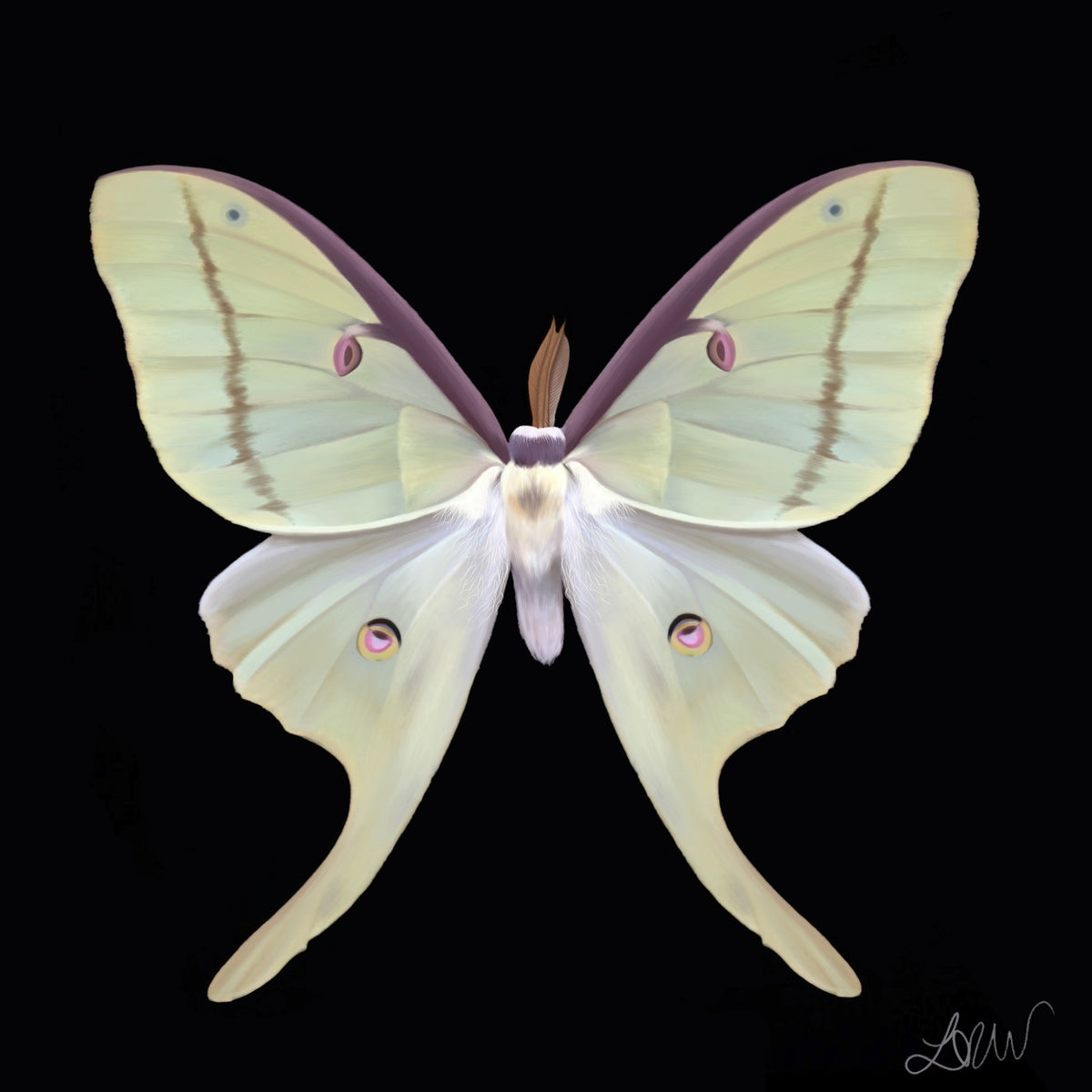 LUNA- Luna Moth Art Print (8”X8”)